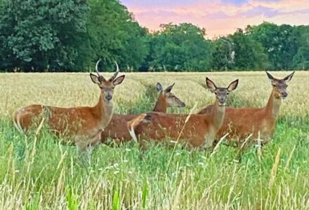 Spotted: Red Deer In The Park - Hatfield Park