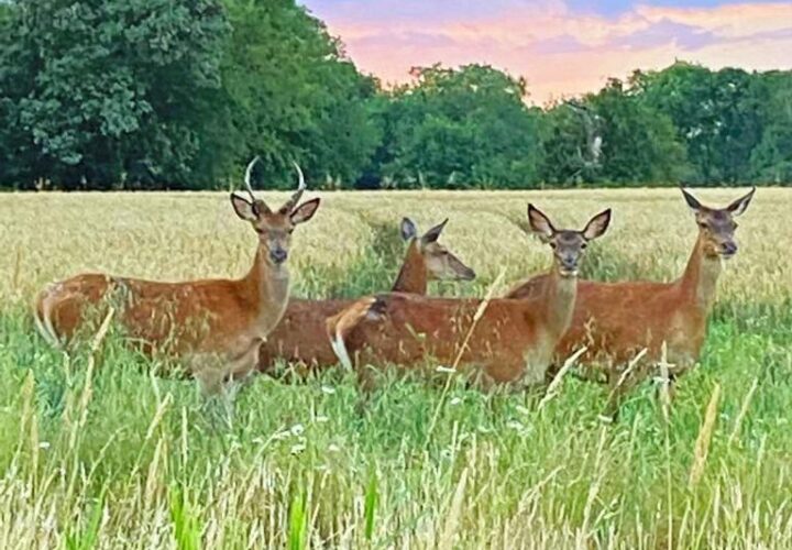 Spotted: Red Deer In The Park - Hatfield Park