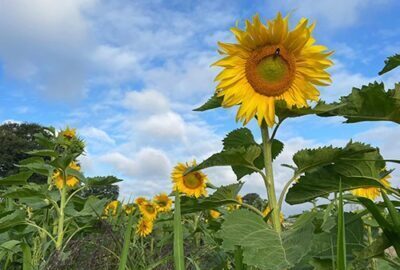 Sunflower Fields - Hatfield House