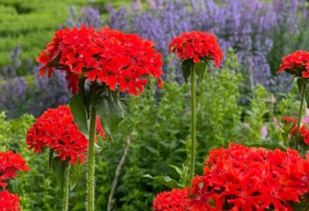 Colour In The Gardens - Hatfield Park