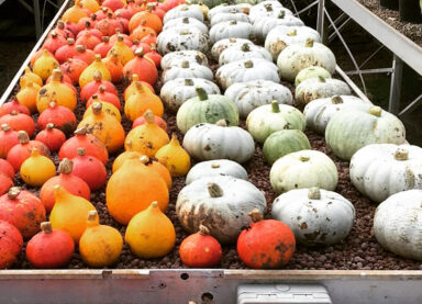 Pumpkins For The Food Bank - Hatfield Park