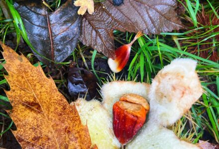 Sweet Chestnuts In The Park - Hatfield Park