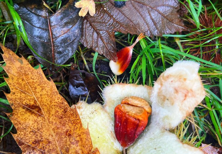 Sweet Chestnuts In The Park - Hatfield Park