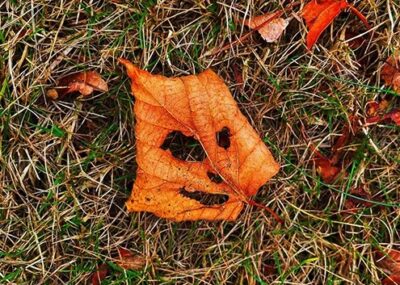 All Hallows Leaves - Hatfield Park