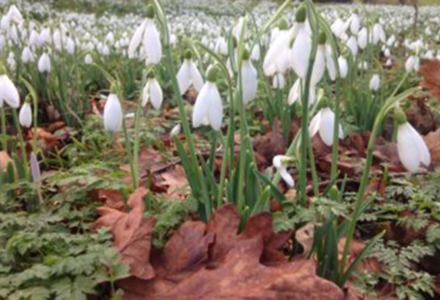 Galanthus Blooming In The Woodland Garden - Hatfield House