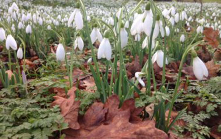 Galanthus Blooming In The Woodland Garden - Hatfield House
