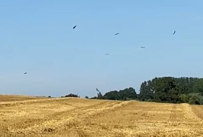 Kites & Buzzards Working The Harvest Fields - Hatfield House