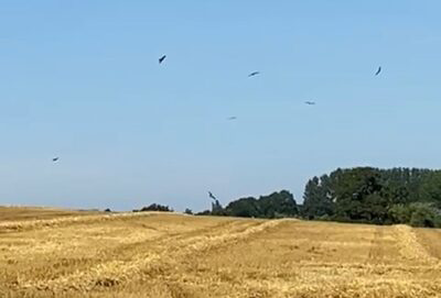 Kites & Buzzards Working The Harvest Fields - Hatfield Park