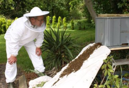 Busy Bees At Hatfield - Hatfield Park