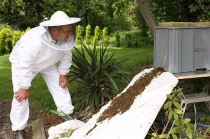 Busy Bees At Hatfield - Hatfield Park