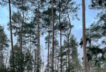 Natural Regeneration At Hoddesdon Wood - Hatfield Park