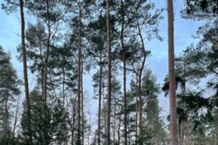 Natural Regeneration At Hoddesdon Wood - Hatfield Park