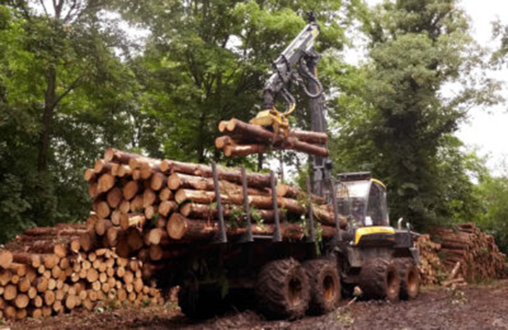 Logging In Symondshyde - Hatfield House