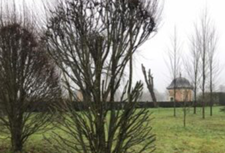 Hornbeam Walk - Hatfield Park