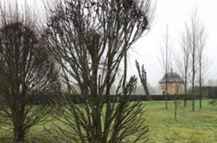 Hornbeam Walk - Hatfield Park