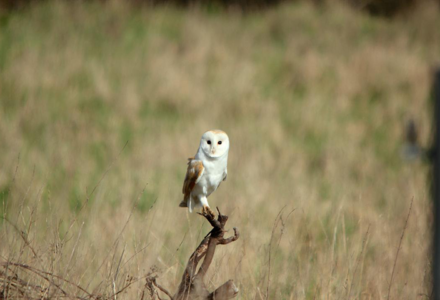 Resident Barn Owl - Hatfield Park