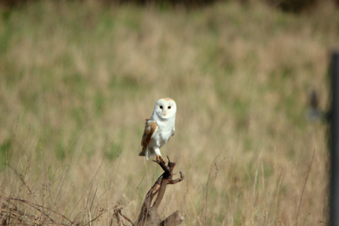 Resident Barn Owl - Hatfield Park