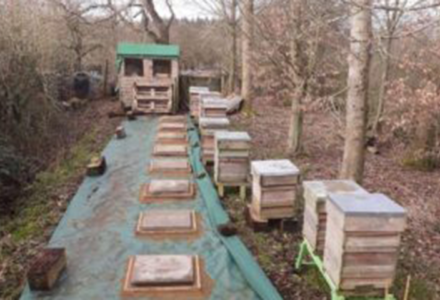 Barry’s Bees In Winter - Hatfield House