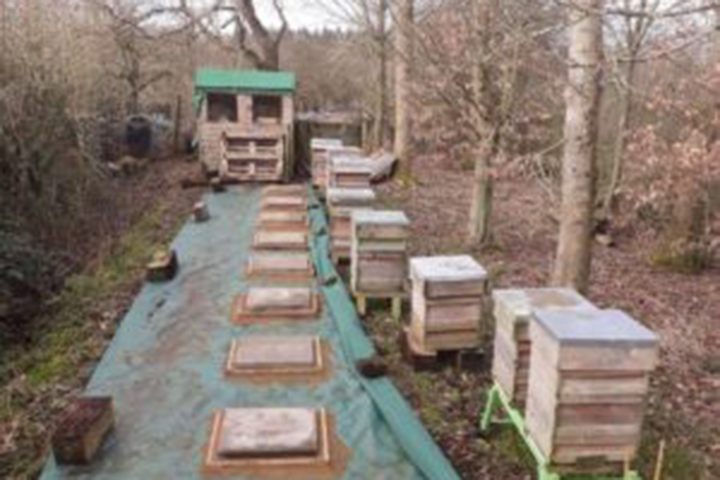 Barry’s Bees In Winter - Hatfield Park