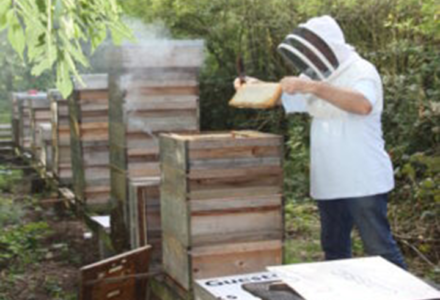 Barry’s Bees - Hatfield Park