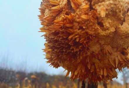 Conservation: Feeding The Birds - Hatfield Park