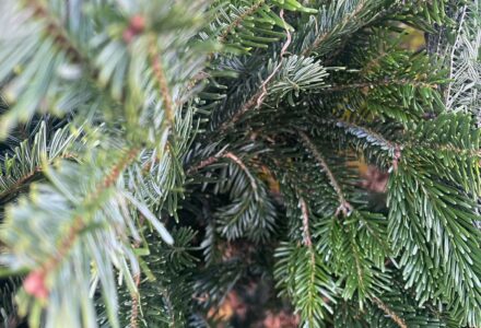 Our Christmas Tree Stop - Hatfield Park