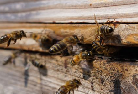 Thoughts From A Beekeeper - Hatfield Park