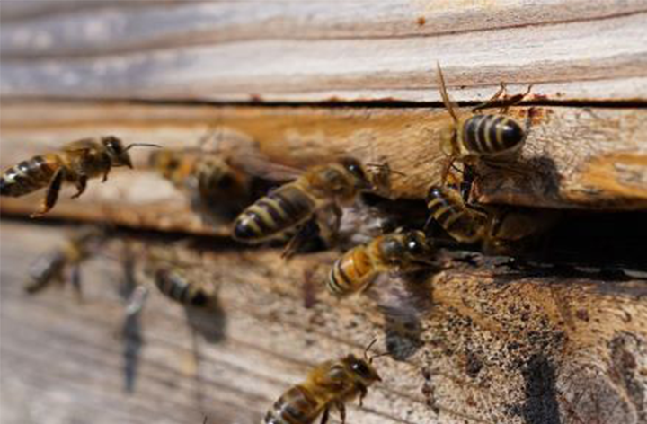 Thoughts From A Beekeeper - Hatfield Park