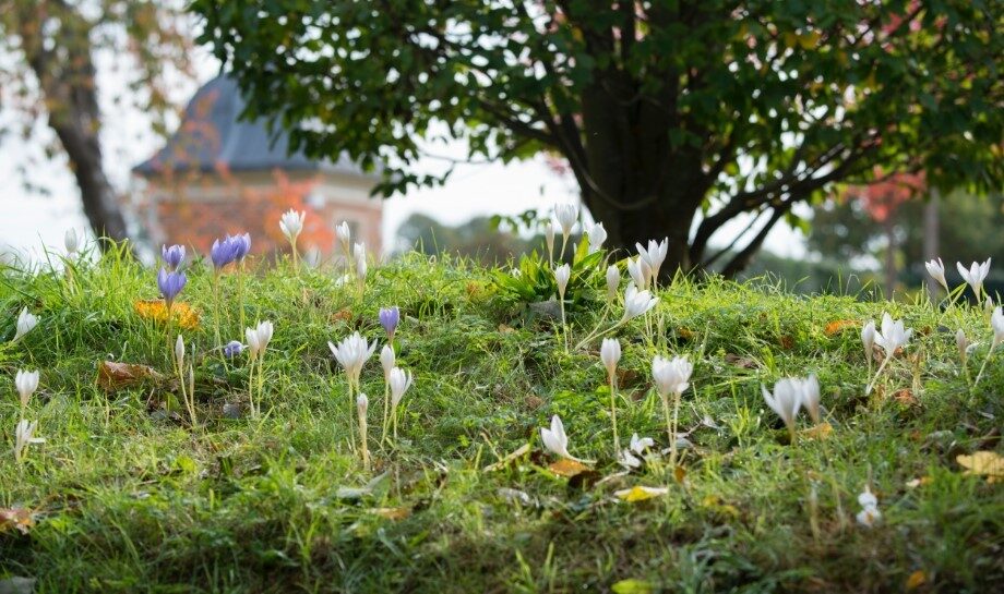 Woodland Garden - Hatfield Park