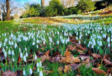 Galanthus in the Gardens - Hatfield House