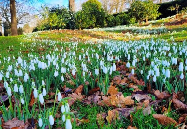Galanthus in the Gardens - Hatfield House