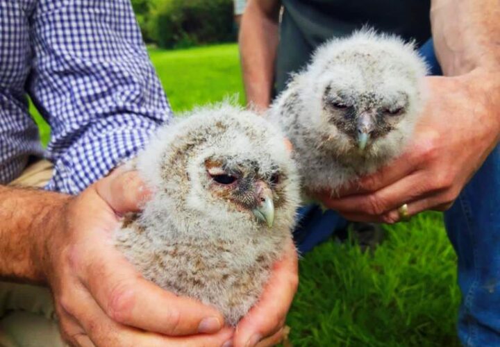 New Life At Hatfield - Hatfield Park