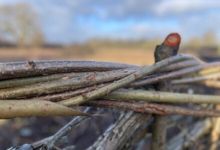Hedgelaying – vital for the conservation of our wildlife and landscapes - Hatfield House