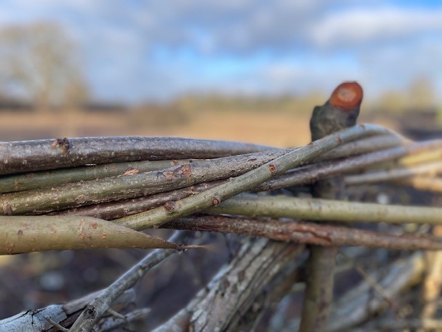 Hedgelaying – vital for the conservation of our wildlife and landscapes - Hatfield Park