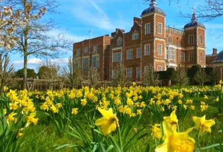 Delighted With Dogs & Daffs - Hatfield Park