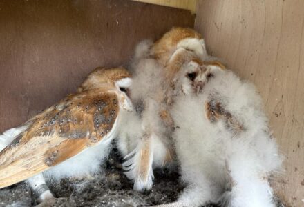 On-going Barn Owl Monitoring Programme - Hatfield Park