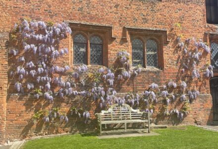 Winter Wisteria pruning at Palace Green - Hatfield Park