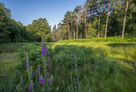 How do we deliver an abundance of nature across the countryside? - Hatfield Park