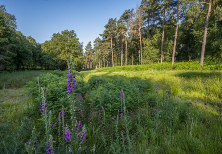 A breath of fresh air: The wellbeing benefits of working in an inspiring environment - Hatfield Park A breath of fresh air: The wellbeing benefits of working in an inspiring environment - Hatfield Park